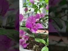 316 Cáp thép không gỉ ban công Cửa sổ không thể nhìn thấy với sức tải 100kg